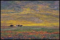 Horseback riders in hills covered with multicolored flowers. Antelope Valley, California, USA ( color)