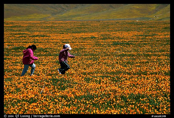 Children playing in a field of Poppies. Antelope Valley, California, USA (color)