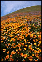 California Poppies and hill. Antelope Valley, California, USA ( color)