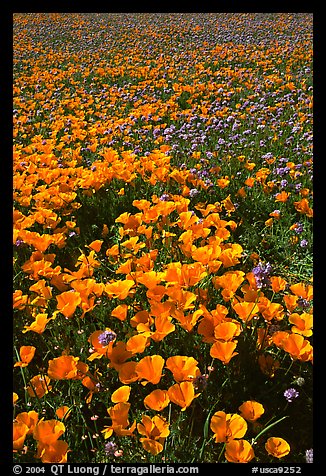 Field of California Poppies and purple flowers. Antelope Valley, California, USA