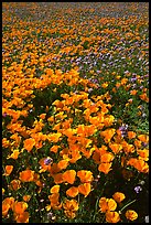 Field of California Poppies and purple flowers. Antelope Valley, California, USA