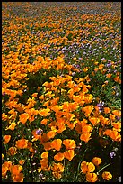 Field of California Poppies and purple flowers. Antelope Valley, California, USA (color)