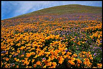 Pictures of Antelope Valley