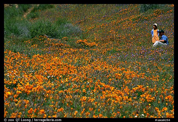 Man and girl in a wildflower field. Antelope Valley, California, USA (color)