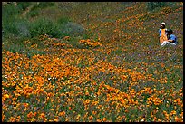 Man and girl in a wildflower field. Antelope Valley, California, USA