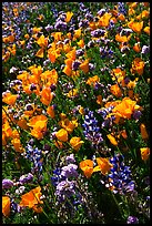 Close up of backlit poppies, lupine, and purple flowers. Antelope Valley, California, USA (color)