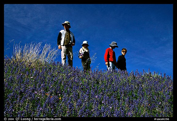 Family strolling in a field of lupines. Antelope Valley, California, USA
