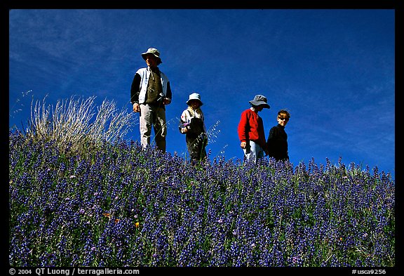 Family strolling in a field of lupines. Antelope Valley, California, USA (color)