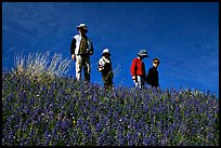 Family strolling in a field of lupines. Antelope Valley, California, USA (color)