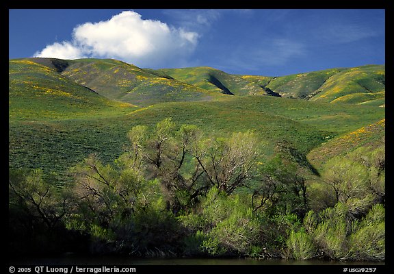 Pond, trees, and Gorman Hills. California, USA (color)