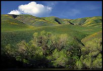 Pond, trees, and Gorman Hills. California, USA