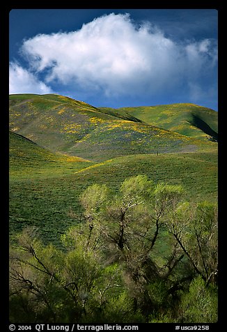Trees, verdant hills,  Gorman Hills. California, USA (color)