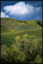 Trees, verdant hills,  Gorman Hills. California, USA (color)