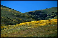 Gorman Hills in the spring. California, USA (color)