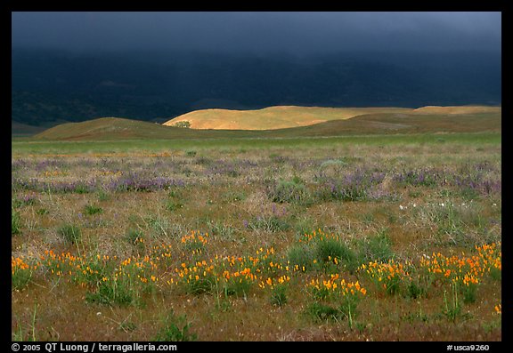 Meadow with closed poppies under a stormy sky. Antelope Valley, California, USA