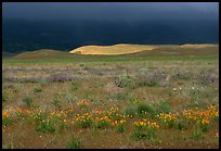 Meadow with closed poppies under a stormy sky. Antelope Valley, California, USA (color)