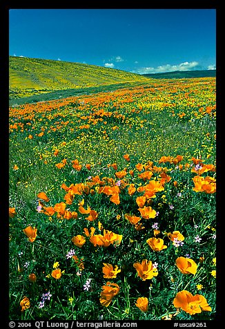 Hillside covered with California Poppies and Desert Marygold. Antelope Valley, California, USA (color)