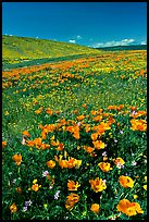 Hillside covered with California Poppies and Desert Marygold. Antelope Valley, California, USA (color)