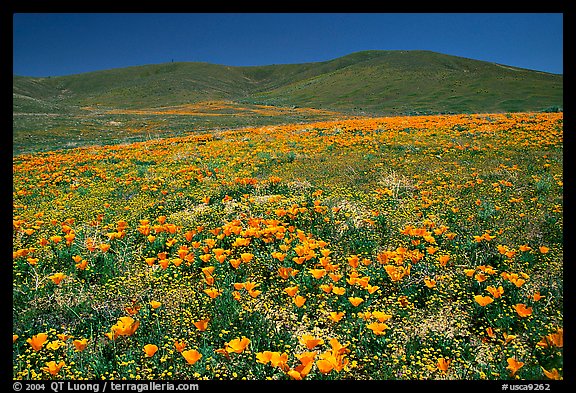 Hillside covered with California Poppies and Desert Marygold. Antelope Valley, California, USA (color)