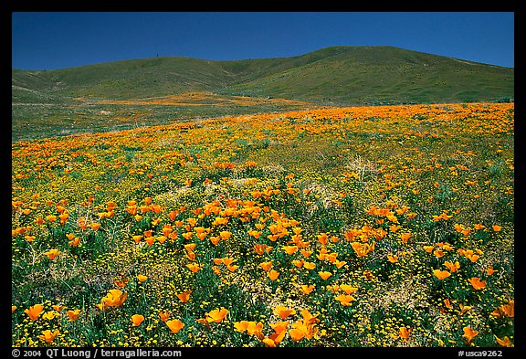 Hillside covered with California Poppies and Desert Marygold. Antelope Valley, California, USA