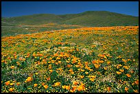 Hillside covered with California Poppies and Desert Marygold. Antelope Valley, California, USA (color)