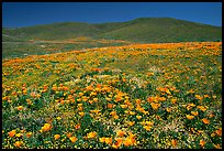 Hillside covered with California Poppies and Desert Marygold. Antelope Valley, California, USA ( color)