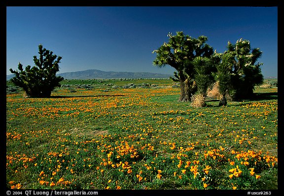 Joshua trees and California Poppies. Antelope Valley, California, USA (color)