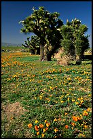 Joshua trees and California Poppies. Antelope Valley, California, USA (color)