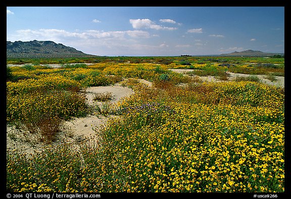 Wildflowers growing out of mud flats. Antelope Valley, California, USA