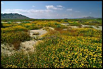 Wildflowers growing out of mud flats. Antelope Valley, California, USA