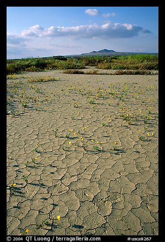 Wildflowers growing out of cracked mud flats. Antelope Valley, California, USA