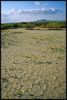Wildflowers growing out of cracked mud flats. Antelope Valley, California, USA (color)