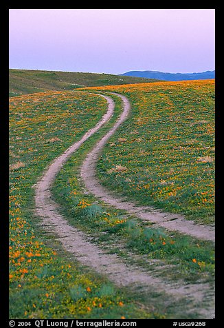 Curvy tire tracks in a wildflower meadow. Antelope Valley, California, USA