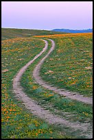 Curvy tire tracks in a wildflower meadow. Antelope Valley, California, USA