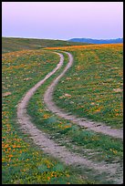 Curvy tire tracks in a wildflower meadow. Antelope Valley, California, USA (color)