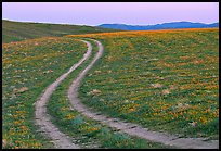 Curvy tire tracks in a wildflower meadow. Antelope Valley, California, USA