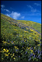 Carpet of coreopsis and lupine, Gorman Hills. California, USA