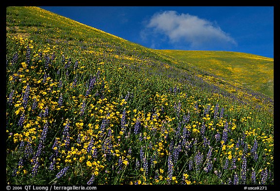 Carpet of yellow and purple flowers, Gorman Hills. California, USA (color)