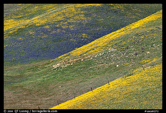 Yellow flowers delineating ridges, Gorman Hills. California, USA (color)
