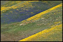 Yellow flowers delineating ridges, Gorman Hills. California, USA