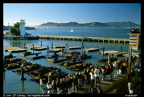 Tourists watch Sea Lions at Pier 39, late afternoon. San Francisco, California, USA (color)