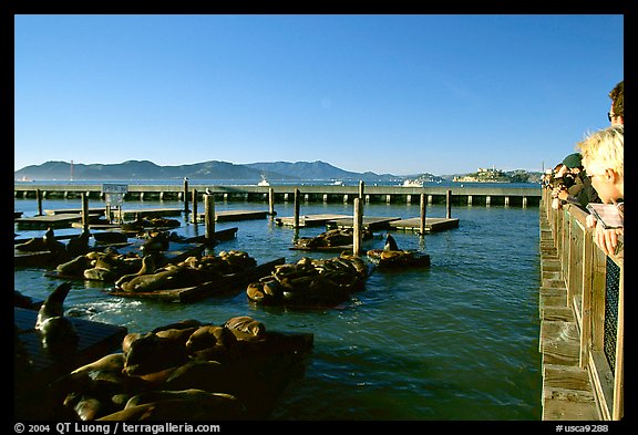 Tourists watch Sea Lions at Pier 39, late afternoon. San Francisco, California, USA (color)