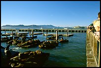 Tourists watch Sea Lions at Pier 39, late afternoon. San Francisco, California, USA