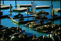 California Sea Lions at Pier 39, late afternoon. San Francisco, California, USA