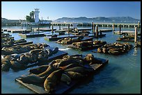 California Sea Lions at Pier 39, late afternoon. San Francisco, California, USA (color)