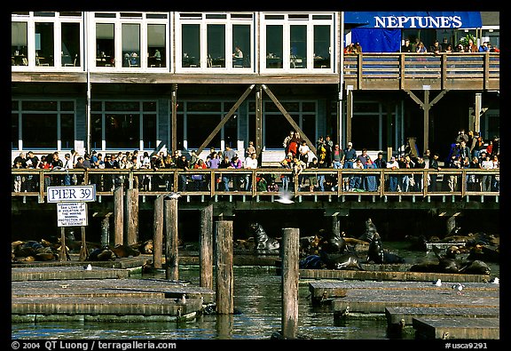 Tourists watching Sea Lions at Pier 39, afternoon. San Francisco, California, USA