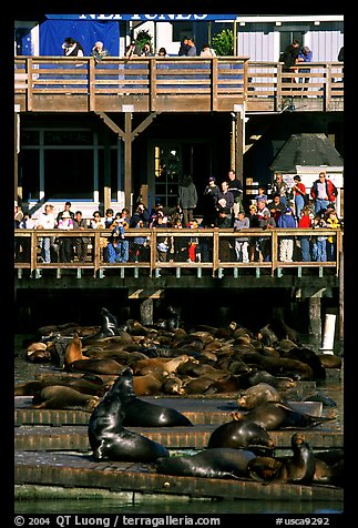 Tourists watching Sea Lions at Pier 39, afternoon. San Francisco, California, USA (color)