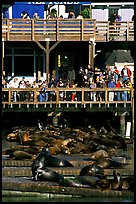 Tourists watching Sea Lions at Pier 39, afternoon. San Francisco, California, USA ( color)