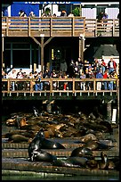 Tourists watching Sea Lions at Pier 39, afternoon. San Francisco, California, USA (color)