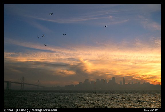 City skyline with sunset clouds and flying seabirds seen from Treasure Island. San Francisco, California, USA (color)